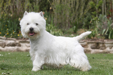 jeune westie de profil tête tournée © CALLALLOO CANDCY