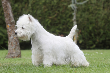 westie de profil debout en positions standard