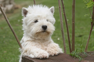 jeune west à l'air content de lui