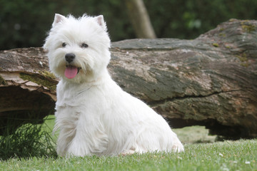 west highland white terrier assis de profil immobile