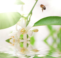 Bee bee->Pollination