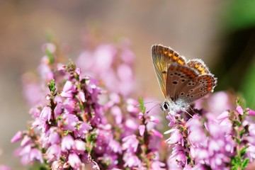 Aricia agestis on flower