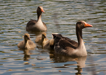 Fototapeta premium Gänsefamilie