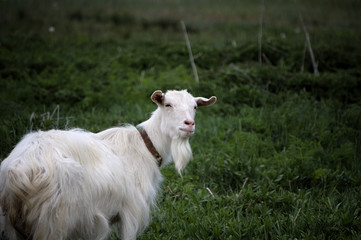 Obraz premium unkind look goat on green to the meadow