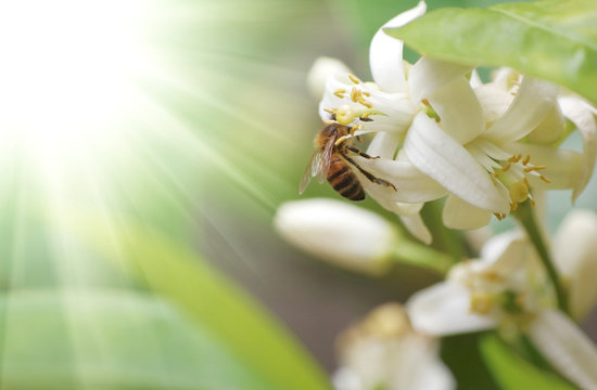 Bee bee->Pollination