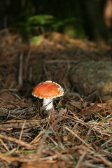 fliegenpilz