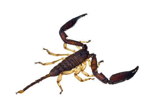 Large scorpion isolated over white