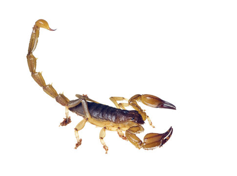 Scorpion with tail curved up ready to sting