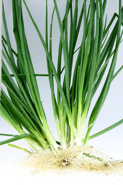 touffe d'&eacute;chalote