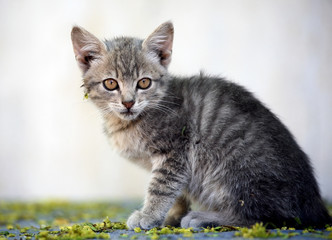 little beautiful kitten