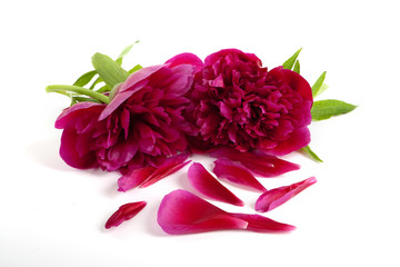 Peonies with blossoms