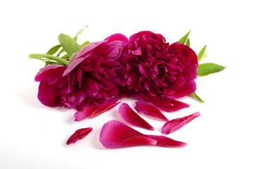 Fototapete Pfingstrosen Peonies with blossoms  © thongsee