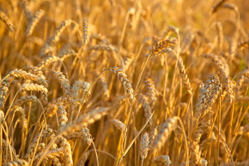 Wheat close-up