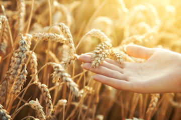 Woman hand with ear of wheat