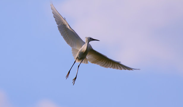 White egret Egreta garzeta in flight with spread wings