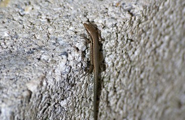 Lézard