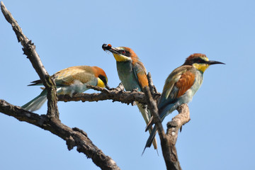 flock of colorful bee eaters