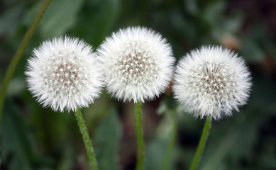 three dandelion plants on green background