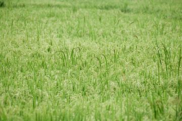 Rice field