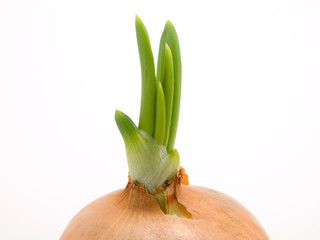 Fresh bulbs of onion on a white background