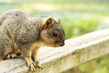 Naklejka na ściany i meble Squirrel on a Bench