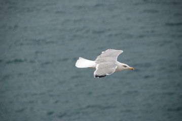 Fliegende Möwe