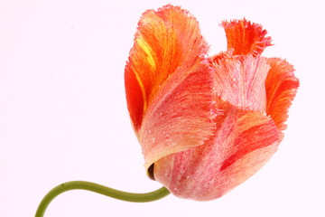 rote tulpe