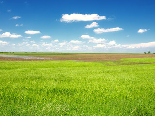 green wheat field and cloudy sky