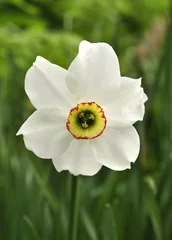 Tuinposter Narcissus Flower © Vidady
