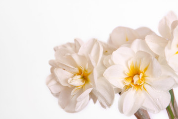 Fototapeta na wymiar weiße narzissen,blütenhintergrund