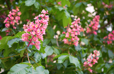 Blossoming pink horse chestnuts