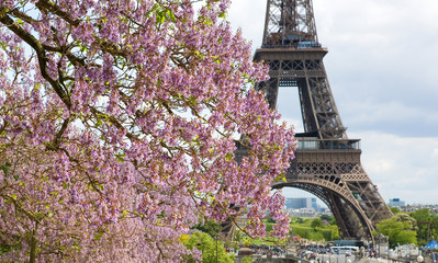 Naklejka premium Spring in Paris. Blossoming jacarandas and the Eiffel Tower