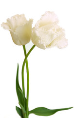 blumen-weiße tulpen