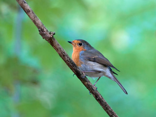 Robin