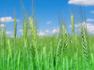 cereal plant