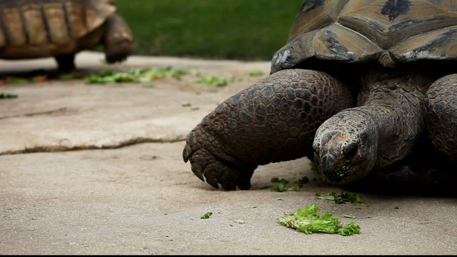 tortue