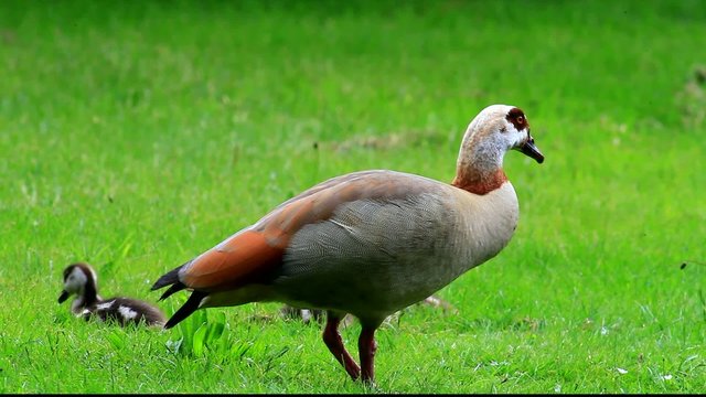 Nilgänse