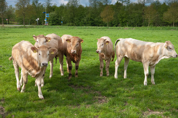 curious cows