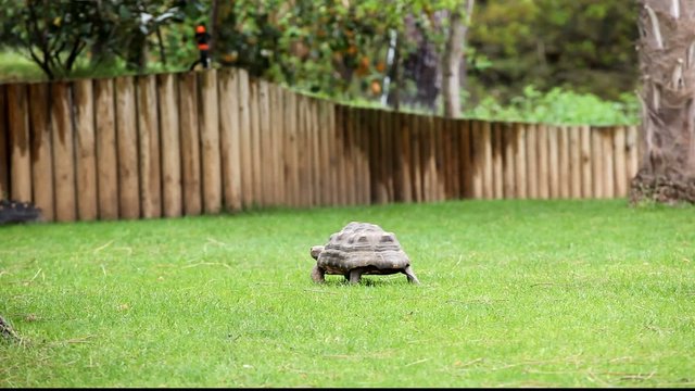 tortue
