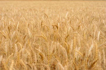 Yellow wheat field background