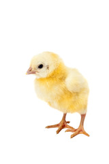 newborn small chicken on white