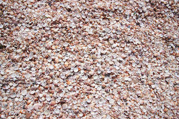 White and brown shells at the beach background