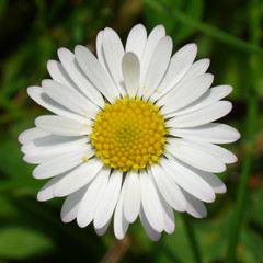 Fototapeta premium Gänseblümchen - Daisy