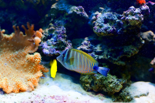 Colorful cichlid from lake malawi, Africa