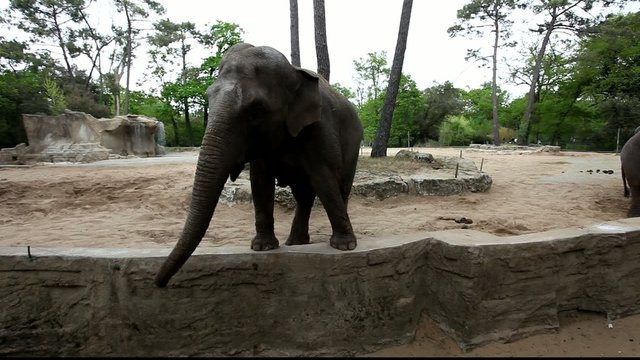 &eacute;l&eacute;phant