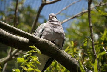L'oiseau