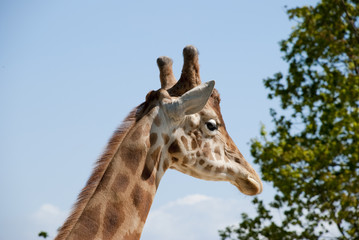 La girafe