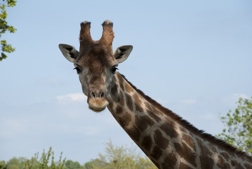 La girafe