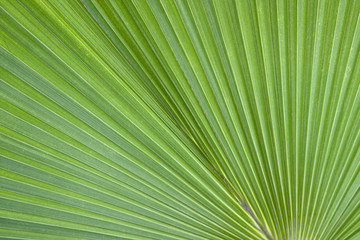 Fototapeta premium Green palm leaves