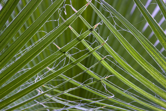 Fototapeta Green palm leaves